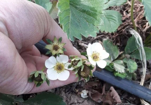 370 tys. zł za ubezpiecznie 1,5 ha truskawki? PZU wyjaśnia