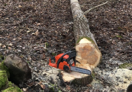 Nastolatkowie dla zabawy wycięli w lesie 21 drzew. Teraz staną przed sądem