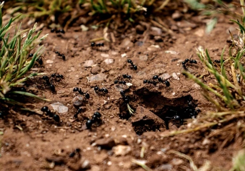 To najlepszy sposób na mrówki. Zawsze działa, a składniki masz w kuchni