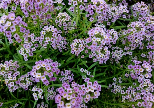 Wylewa się z donic i pachnie jak ul. Ta roślina robi furorę na balkonach