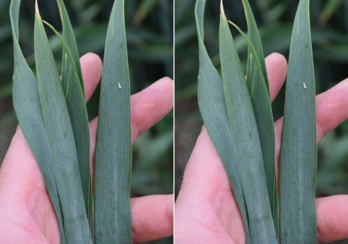 Uwaga na zboża! Choroby atakują, a objawów jeszcze nie widać