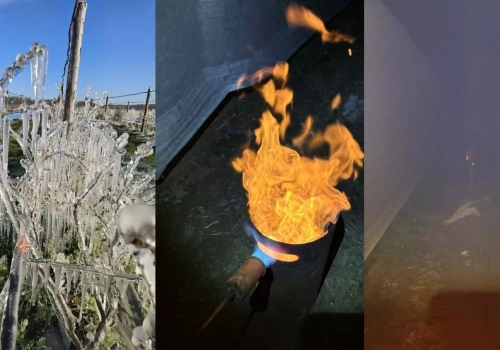 Nawet -9°C przy gruncie. Plantatorzy walczyli z mrozem