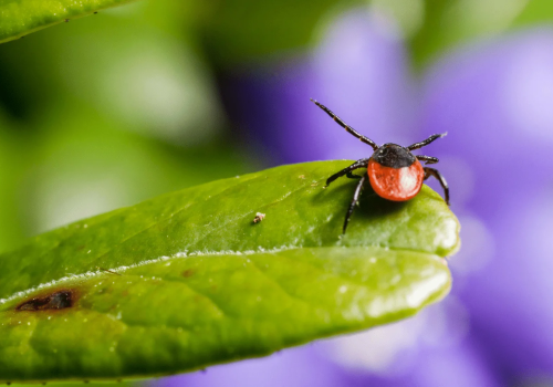Czy kleszczy jest więcej niż kiedyś? Fakty, mity i co naprawdę się zmieniło