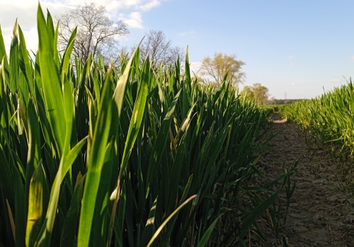 Nowa strategia nawożenia azotem. Rozwiązania na trudne czasy, ale nie tylko