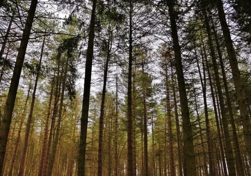 Lasy na Warmii i Mazurach wyschnięte na wiór. Strażacy apelują o rozsądek