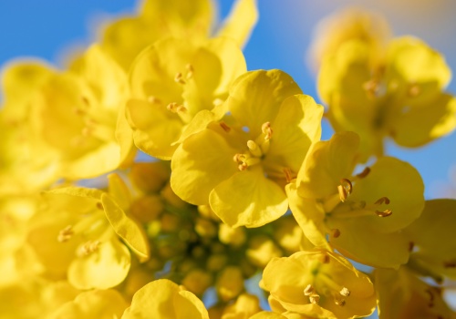 Ochrona fungicydowa rzepaku w fazie kwitnienia: Jak jeden zabieg decyduje o wyniku finansowym?