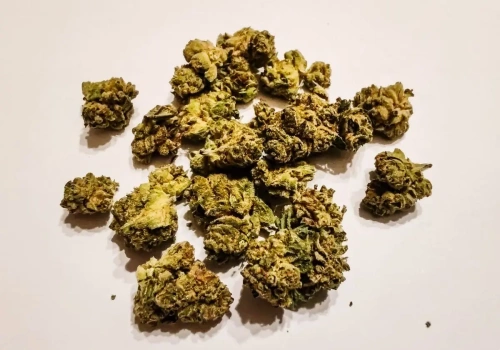 Big Purple Dragon – medyczna marihuana 24% THC od Phytopur