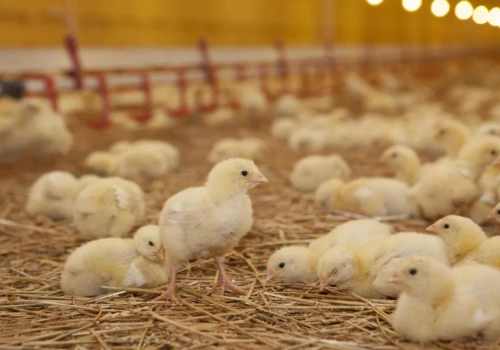 Wirus znów rozsadza fermy. Minister chce powstrzymać scenariusz z 2021 r.!