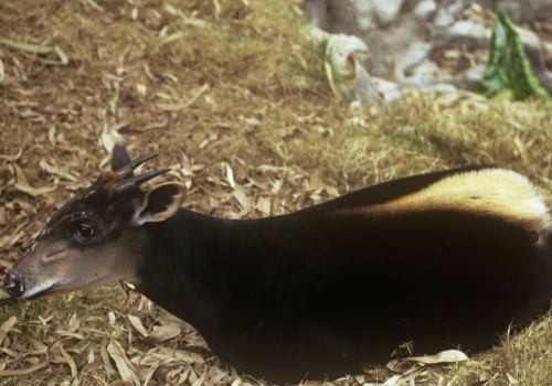 To na tę antylopę polował milioner, którego zdeptały słonie. To rzadkość