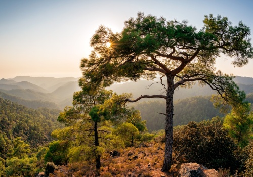 Świeże warzywa, bujna roślinność i smak halloumi. Dlaczego Cypr warto odwiedzić na wiosnę