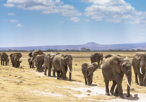 Słonie wędrują stadami w poszukiwaniu wody i jedzenia