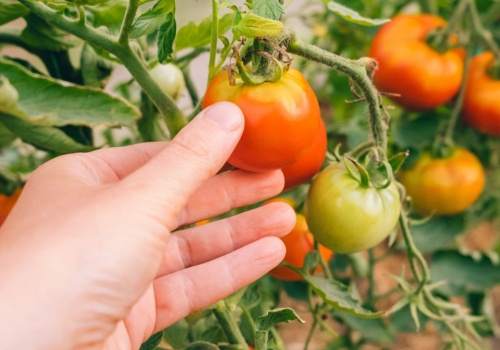 Tego sygnału nie ignoruj. Inaczej zapomnisz o zbiorach pomidorów
