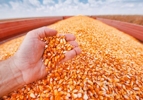 Francja stoi w obliczu gwałtownego spadku zasiewów kukurydzy