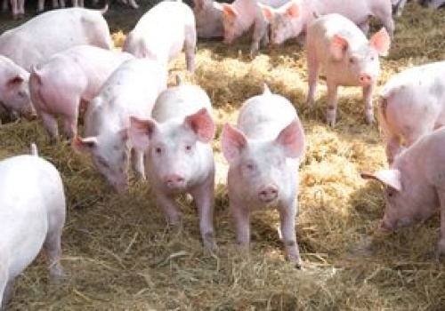 Rolnicy boją się pozwów o smród. Piszą listy do gmin