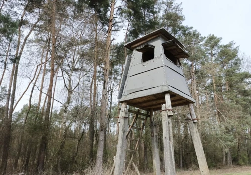 Dziki wymykają się spod kontroli. Bez masowego odstrzału nie zatrzymamy kryzysu?