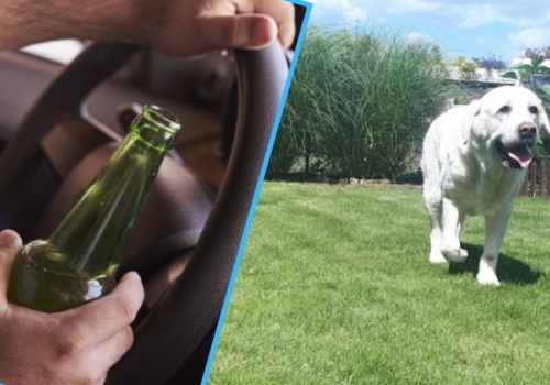 Przyjechał adoptować psa. Pracownicy schroniska wezwali policję