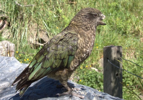 Bruce – niepełnosprawny ptak, który wywalczył sobie pozycję samca alfa