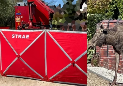 Dramat łosia uwięzionego na ogrodzeniu w Mysłowicach. Zwierzęcia nie udało się uratować