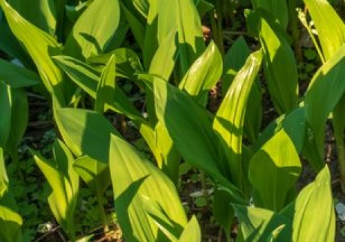 Masz w ogrodzie tę roślinę? Wytnij czym prędzej. Sanepid ostrzega