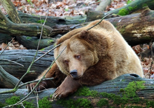 Tragiczne spotkanie w lesie. Ekspertka wskazała na zaniedbania