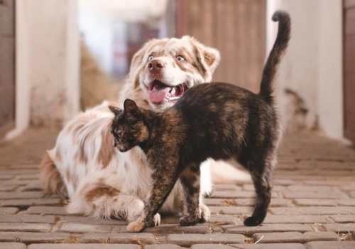 Kolejna gmina rusza z akcją kastracji zwierząt. Można skorzystać z bezpłatnych zabiegów