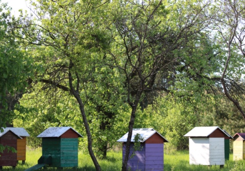 Rekordowe wsparcie dla pszczelarzy i nowe przepisy dla miodu od 2026 roku