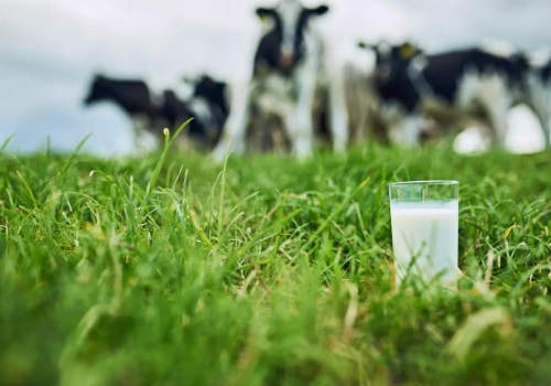 Produkcja mleka w UE rośnie. Co to oznacza dla cen?