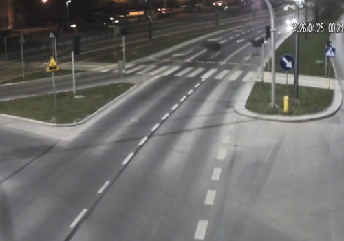 Niecodzienny widok w Olsztynie. Na ulicy Krasickiego pojawiły się łosie!