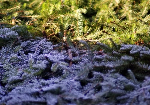 Alert pierwszego stopnia w Ciechanowie i okolicy