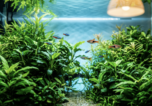 Masz w domu akwarium? Lepiej uważaj, bo grozi ci kara do miliona złotych