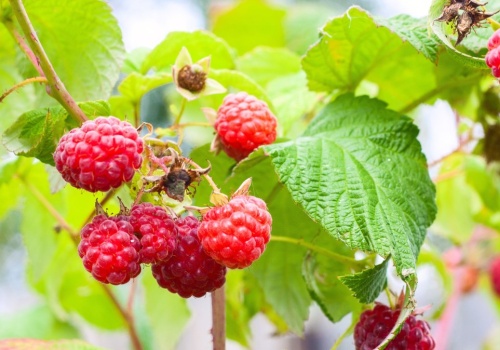 Już czas posadzić maliny z pojemników. Działaj, a owoce obsypią krzaczki