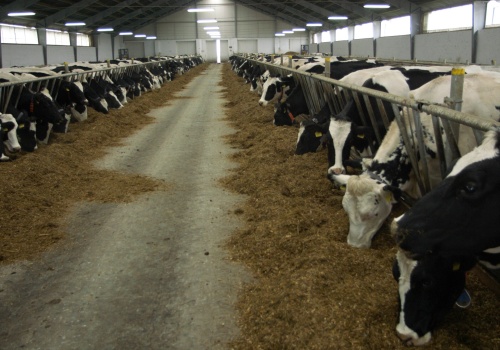 Stawki dobrostanu zwierząt 2025 już obowiązują. ARiMR może naliczać wypłaty