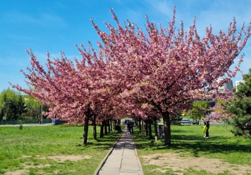 Czas na wycieczkę do Bronowic. Wiśnie już kwitną
