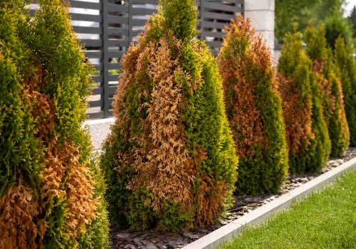 Nie kasuj brązowych tui. Ten prosty zabieg przywróci im życie