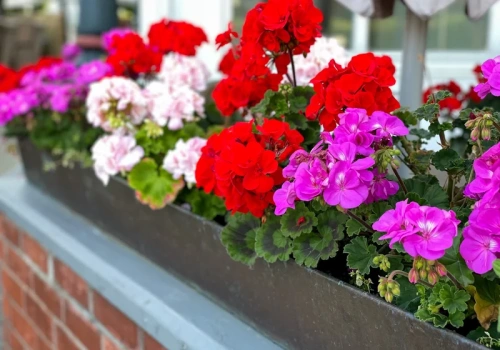 Pelargonie kuszą już w sklepach. Wystawić na balkon czy poczekać? Eksperci nie mają wątpliwości