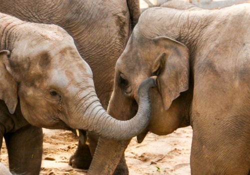 Słonice z Niemiec trafią do Polski. Decyzja na poziomie europejskim