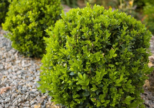 Większość robi to za późno. Te trzy daty są kluczowe dla bukszpanu