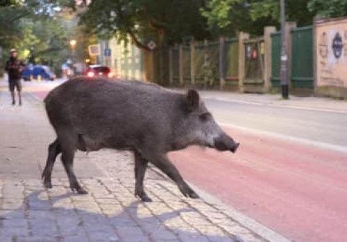 Henia zabito na placu zabaw, locha zginęła pod szpitalem. Miasta strzelają do dzików i łamią prawo