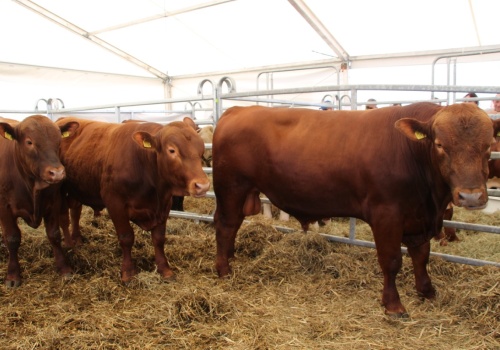 Bruksela mówiła o latach. Mercosur może szybciej uderzyć w dochody rolników