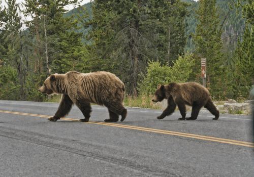 Niedźwiedzie blisko przedszkola. Gmina wydała ostrzeżenie dla mieszkańców