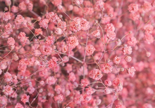 Gipsówka będzie stała w wazonie kilka miesięcy. Wystarczy, że zrobisz to