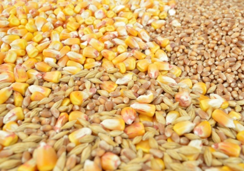 Ukraina zmienia zasady eksportu po aferze zbożowej. A zapasy do wysyłek za granicę są olbrzymie