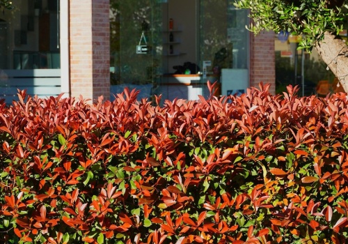 Zamiast tui posadź to. Ten krzew robi furorę w ogrodach przez cały rok