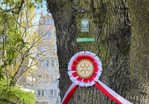 Szczecińskie dęby stały się symbolem i zyskały nazwę