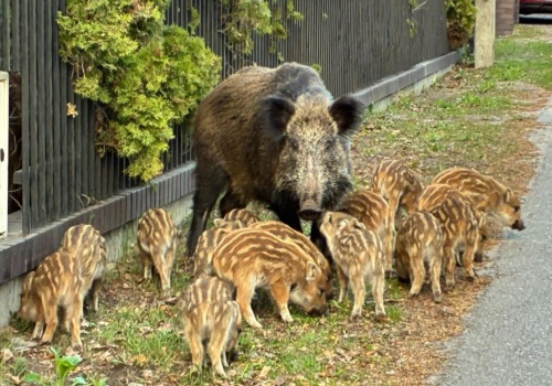 Locha na warszawskim skwerze pobiła rekord