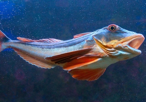 Ta ryba chodzi po dnie i gdacze jak kura. Polacy ją ignorują