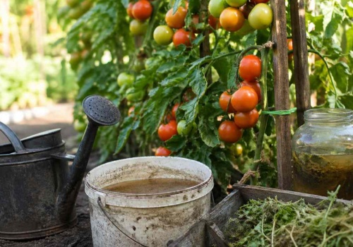 To nie żart. Włosi używają TEGO, by ich pomidory miały po 1 kg