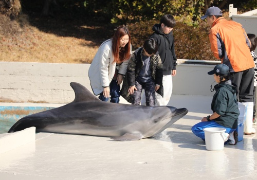 NIE! Dla delfinarium! Szokujące dane nowego raportu! Ponad 3 tys. delfinów w niewoli