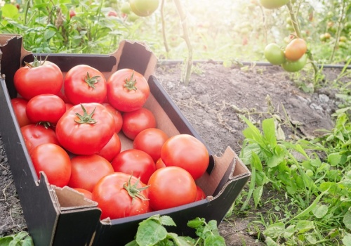 Prosty środek pomoże twoim pomidorom. Będą rosły jak na drożdżach