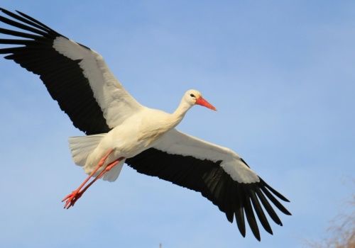 Bociany w podróży. Od technologii śledzenia do ochrony ptasich szlaków